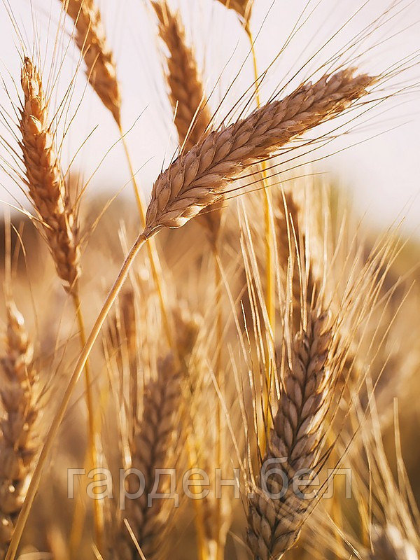 Пшеница (сидерат) 1кг - фото 2 - id-p215484647