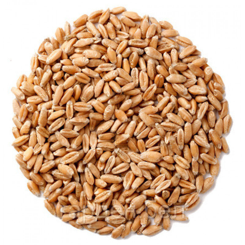 Пшеница (сидерат) 1кг - фото 1 - id-p215484647
