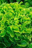 Салат листовой Дубовый Лист зеленый, семена, 0,5гр, Польша, (сдв), фото 3