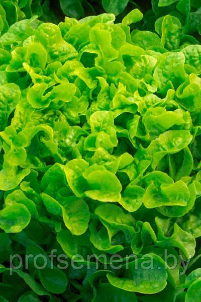 Салат листовой Дубовый Лист зеленый, семена, 0,5гр, Польша, (сдв) - фото 3 - id-p178629231