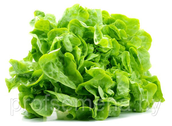 Салат листовой Дубовый Лист зеленый, семена, 0,5гр, Польша, (сдв) - фото 1 - id-p178629231
