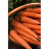Морковь столовая Долянка, семена, 2гр., Польша, (сдв), фото 2