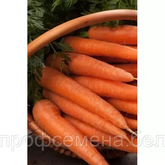 Морковь столовая Долянка, семена, 2гр., Польша, (сдв) - фото 2 - id-p200223143