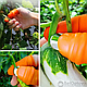 Садовый нож секатор на палец для сада и огорода (напальчник, обрезчик) (набор из 6 предметов), фото 10