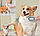 SPA расческа для кошек и собак/ Скребок для удаления шерсти животных, фото 9