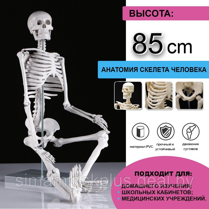 Макет "Скелет человека" 85см - фото 1 - id-p215712201