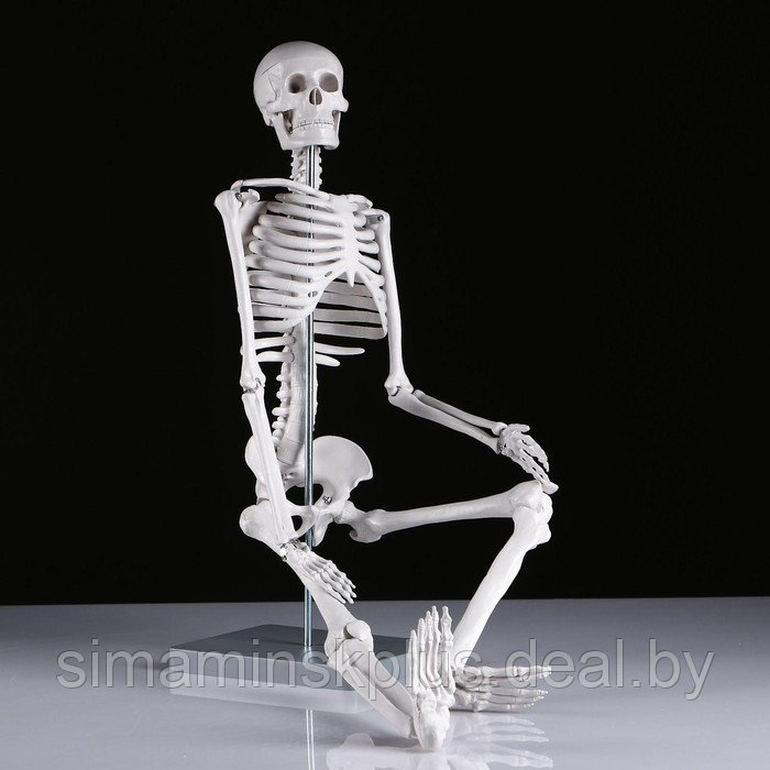 Макет "Скелет человека" 85см - фото 2 - id-p215712201