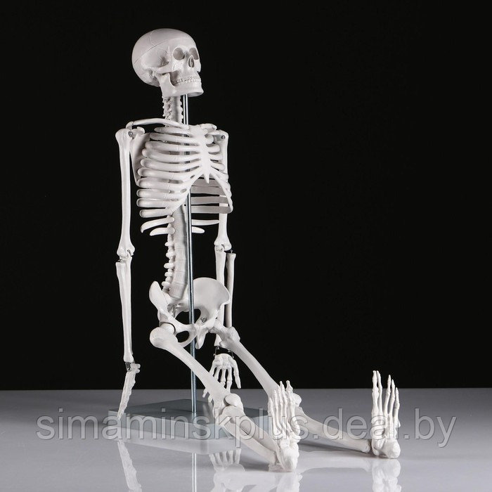 Макет "Скелет человека" 85см - фото 3 - id-p215712201
