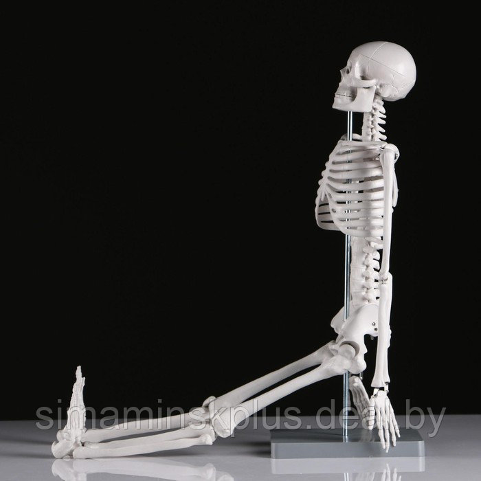 Макет "Скелет человека" 85см - фото 4 - id-p215712201