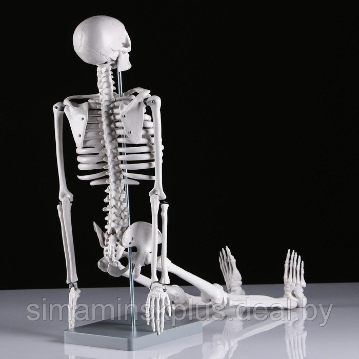 Макет "Скелет человека" 85см - фото 5 - id-p215712201
