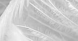 Фотообои Перья, Флизелиновые с виниловым покрытием (400х280 см), фото 2