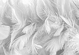 Фотообои Перья, Флизелиновые с виниловым покрытием (400х280 см), фото 3