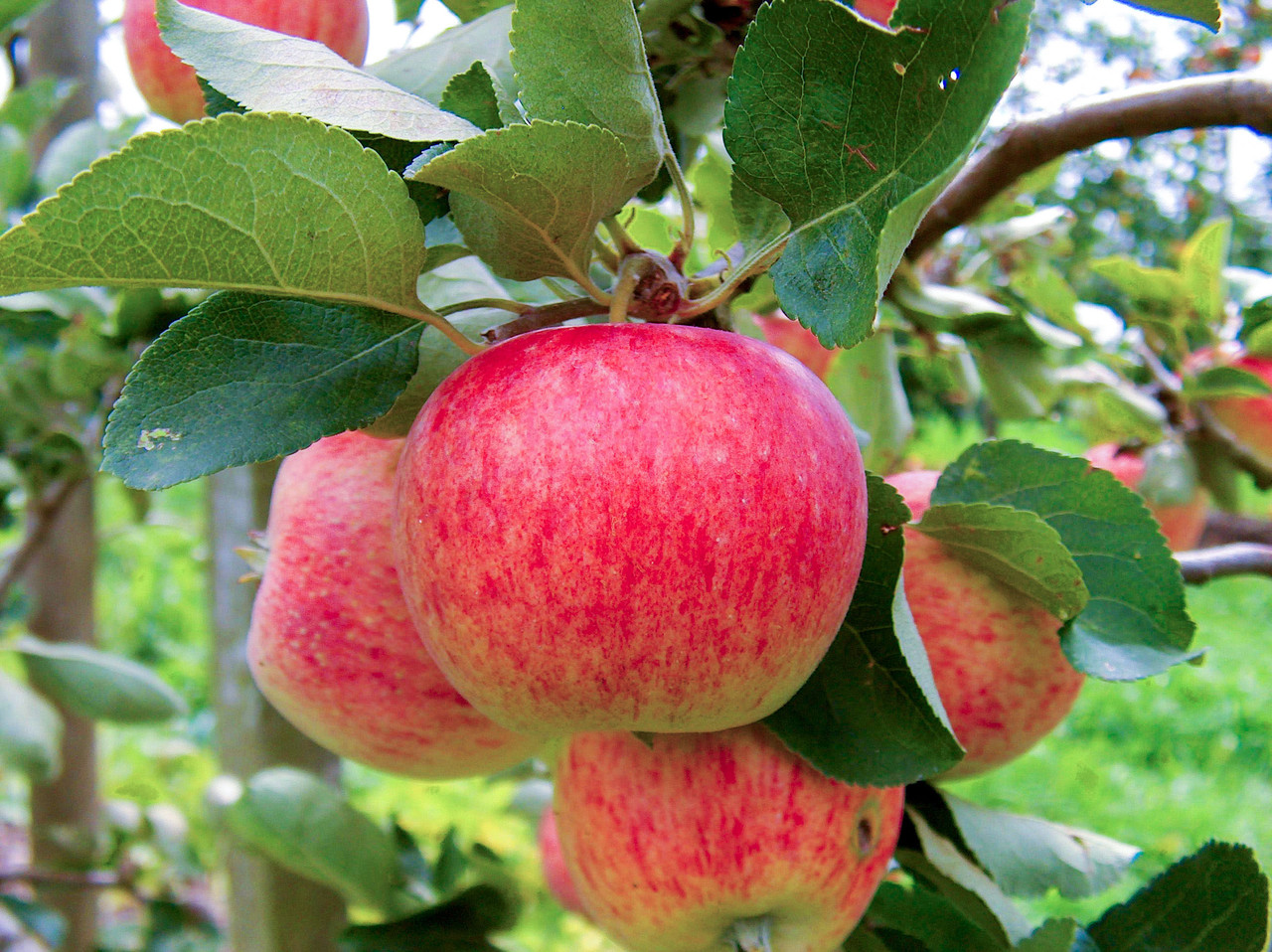 Саженец яблони сорт "Пирос" - фото 1 - id-p216008890