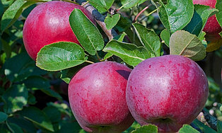 Саженец яблони, сорт "Белорусское малиновое"