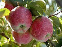 Саженец яблони сорт "Альва" (в контейнере, 3-4 года)