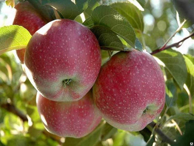 Саженец яблони сорт "Альва" (в контейнере, 3-4 года) - фото 1 - id-p216010208