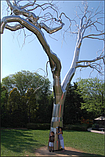 Садово-парковая скульптура "Tree" из нержавеющей стали, фото 5