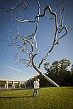 Садово-парковая скульптура "Tree" из нержавеющей стали, фото 9