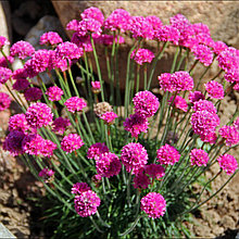 Армерия приморская "Спленденс Перфекта" (Splebdens Perfecta), С1