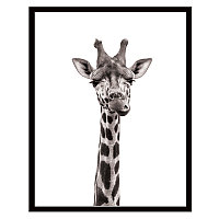 Постер в раме 40х50 Животные (Любознательный жираф) 240501502 (6)