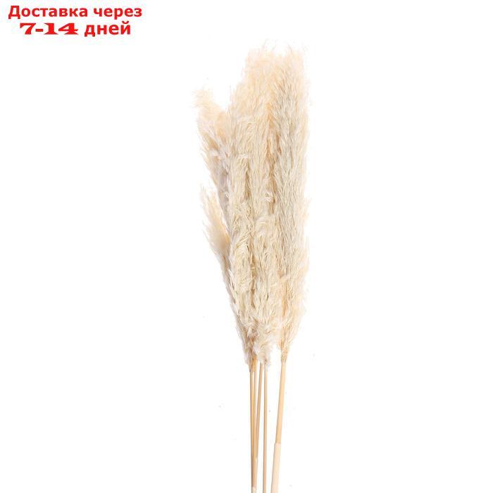 Сухоцвет "Пампасная трава" набор 5 шт, цвет бежевый - фото 2 - id-p216017714