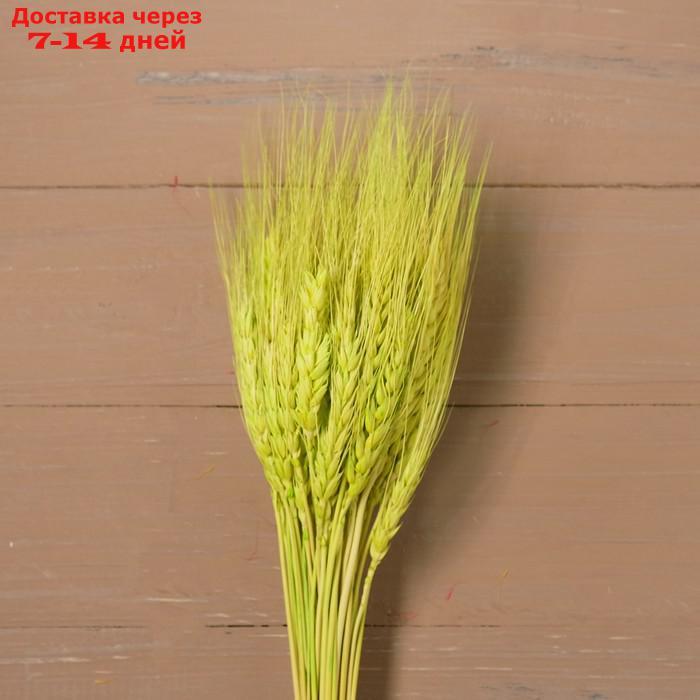 Сухой колос пшеницы, набор 50 шт., цвет зелёный - фото 1 - id-p216015252