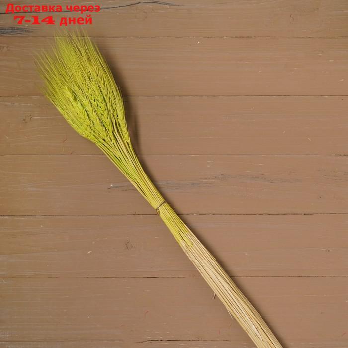 Сухой колос пшеницы, набор 50 шт., цвет зелёный - фото 2 - id-p216015252