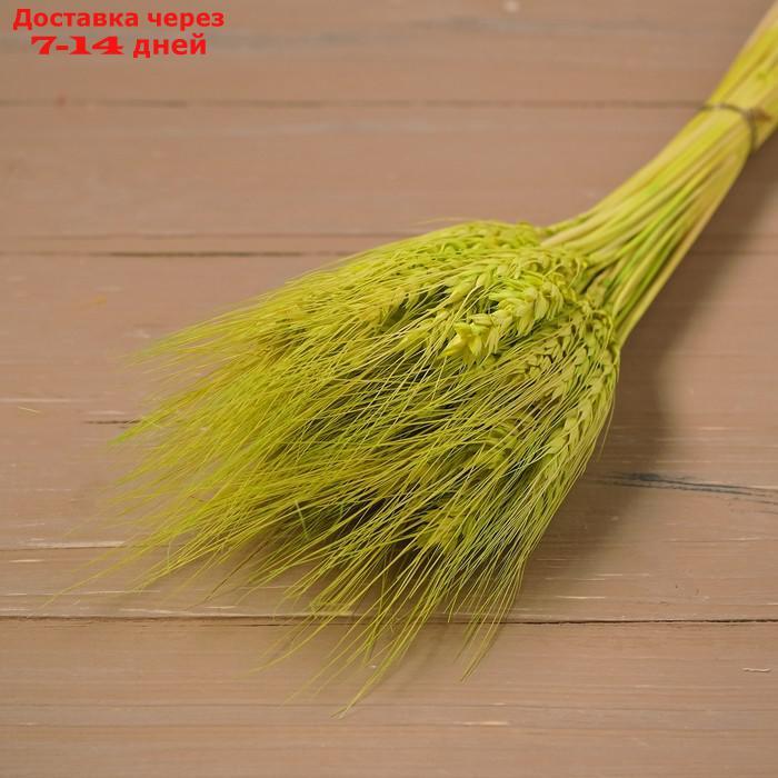 Сухой колос пшеницы, набор 50 шт., цвет зелёный - фото 3 - id-p216015252
