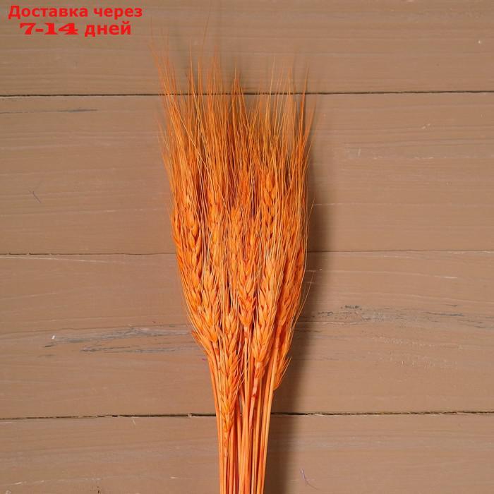 Сухой колос пшеницы, набор 50 шт., цвет оранжевый - фото 1 - id-p216017476