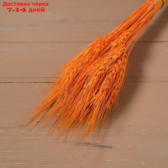 Сухой колос пшеницы, набор 50 шт., цвет оранжевый - фото 3 - id-p216017476