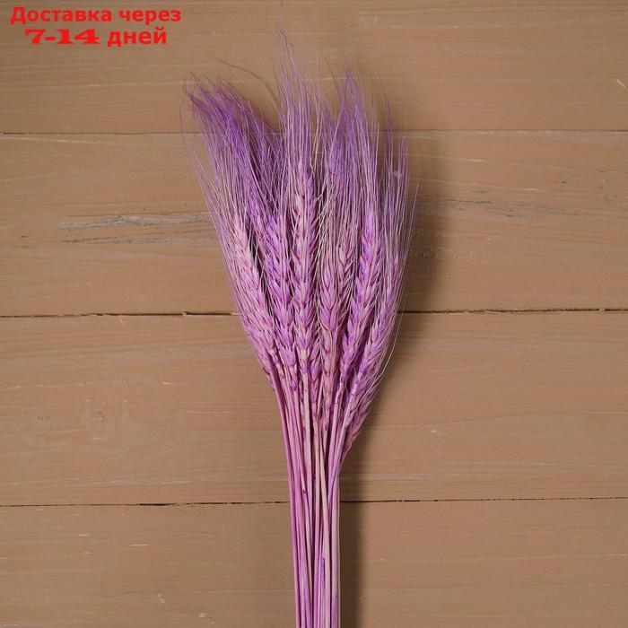Сухой колос пшеницы, набор 50 шт., цвет фиолетовый - фото 1 - id-p216017477