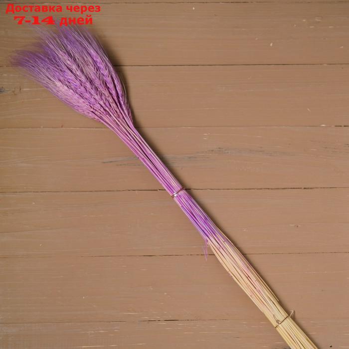 Сухой колос пшеницы, набор 50 шт., цвет фиолетовый - фото 2 - id-p216017477