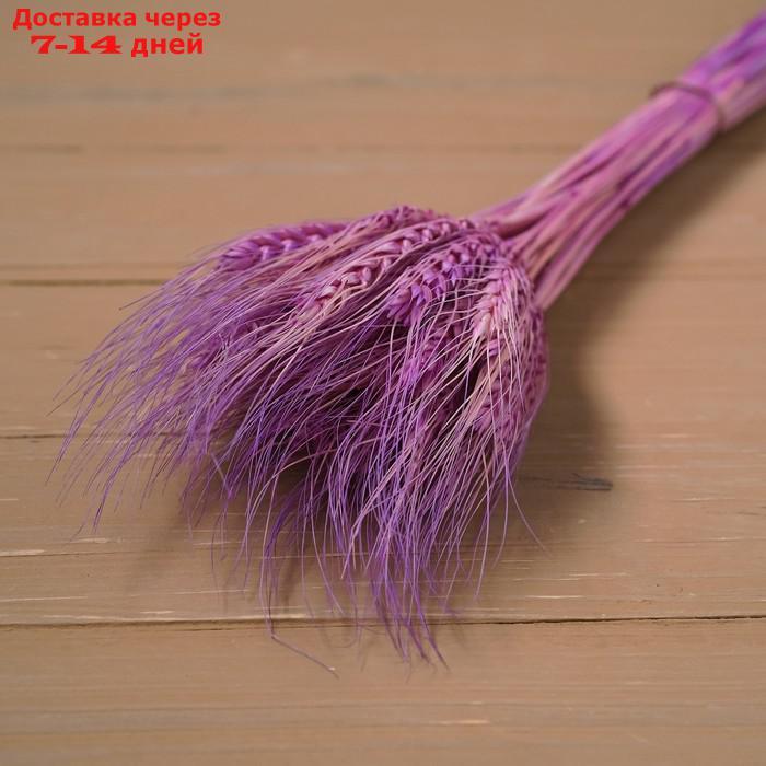 Сухой колос пшеницы, набор 50 шт., цвет фиолетовый - фото 3 - id-p216017477