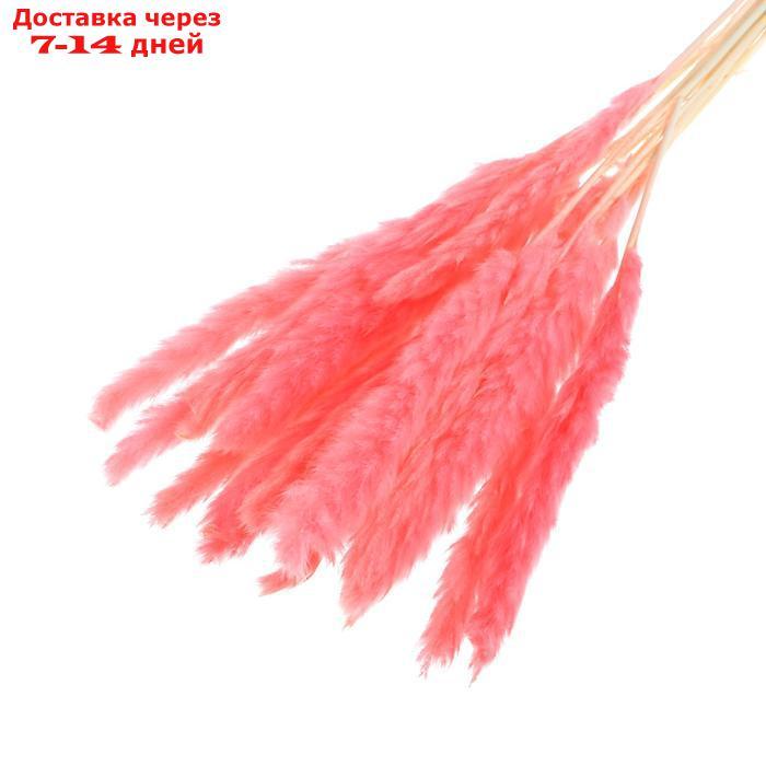 Сухоцвет "Камыш" набор 15 шт, цвет нежно розовый - фото 1 - id-p216017478