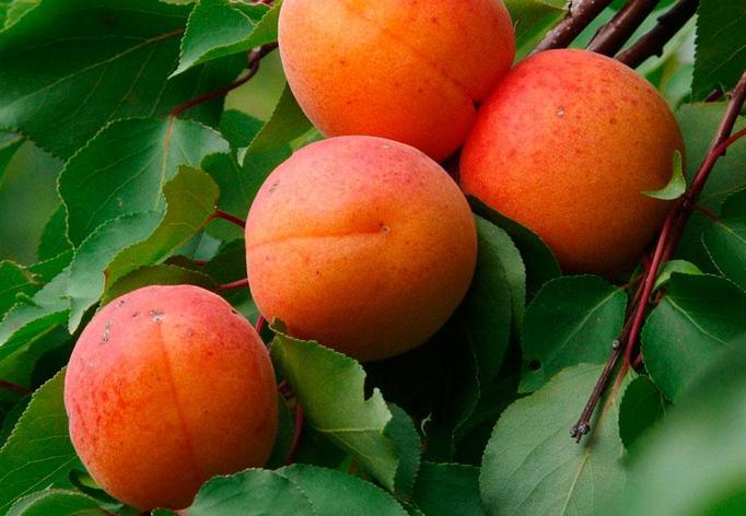 Саженец абрикоса, сорт "Памяти Шевчука", фото 2