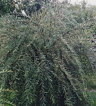 Ива на штамбе Salix purpurea "Pendula"