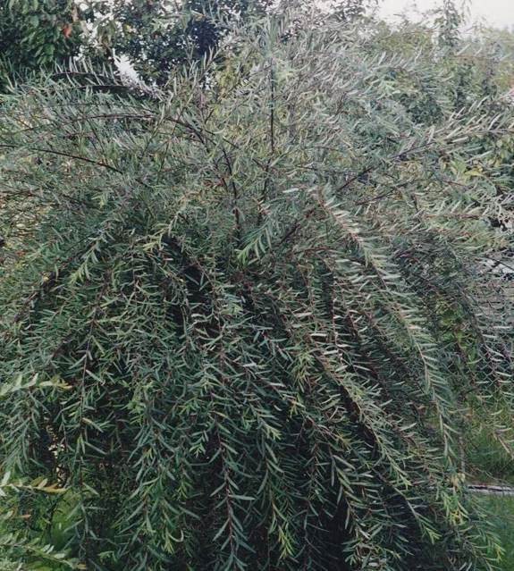 Ива на штамбе Salix purpurea "Pendula" - фото 1 - id-p216257944