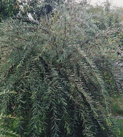 Ива на штамбе Salix purpurea "Pendula", фото 2