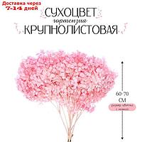 Сухоцвет Гортензия крупнолистовая, темно розовый, 1 веточка 50 - 70 см в упаковке