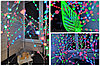 Светодиодное дерево-ночник Sakura Led 60 145 см (220V Мультиколор) Цветы, фото 10