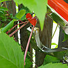 Степлер - подвязчик растений к опоре Tapetool (тапенер) Желтый, фото 10