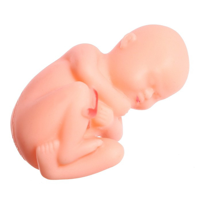 Набор для опытов «Строение тела», беременная женщина - фото 6 - id-p210191679