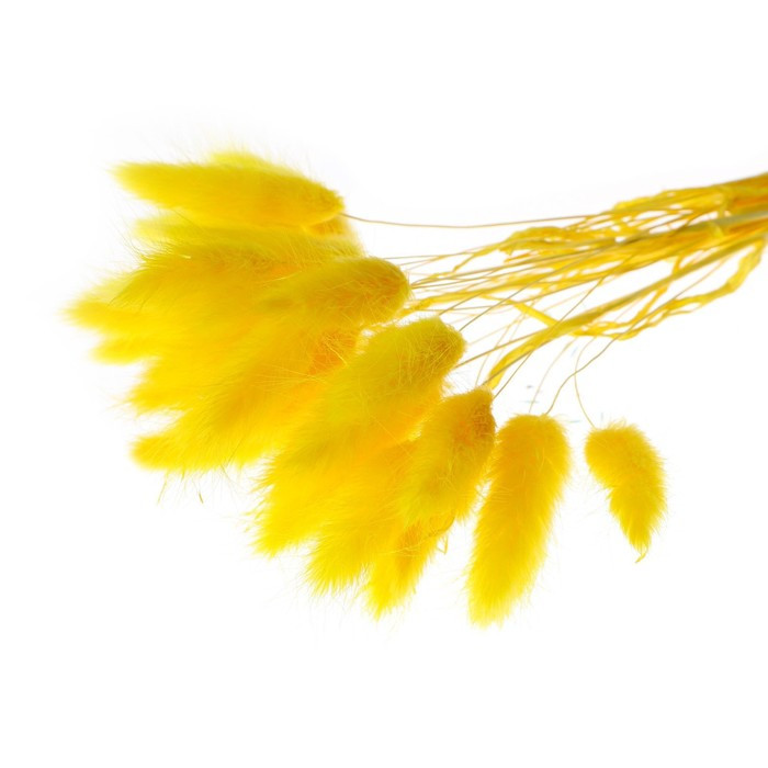 Сухие цветы лагуруса, набор 30 шт., цвет жёлтый - фото 3 - id-p216678960