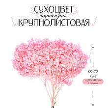 Сухоцвет «Гортензия крупнолистовая», тёмно розовый, 1 веточка 50 - 70 см в упаковке