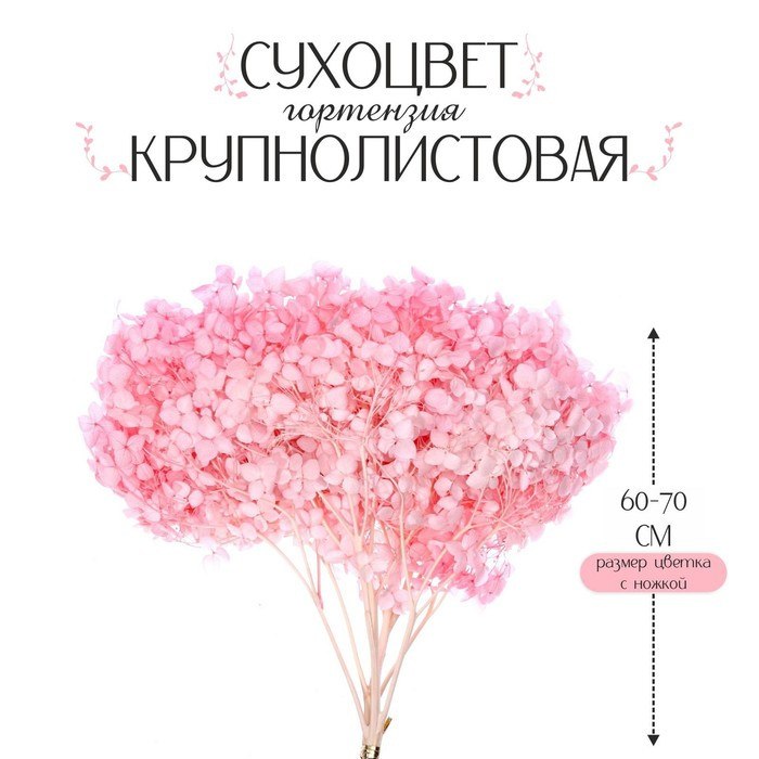 Сухоцвет «Гортензия крупнолистовая», тёмно розовый, 1 веточка 50 - 70 см в упаковке - фото 1 - id-p216678982