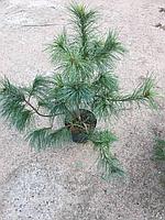 Сосна Румелийская (Pinus peuce) С5