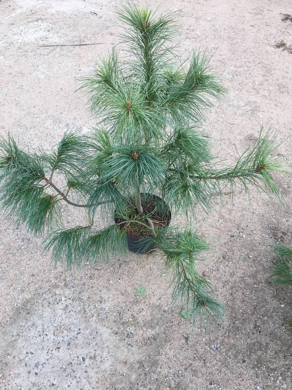 Сосна Румелийская (Pinus peuce) С5 - фото 1 - id-p216693924