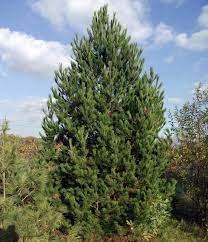 Сосна Румелийская (Pinus peuce) С5 - фото 2 - id-p216693924