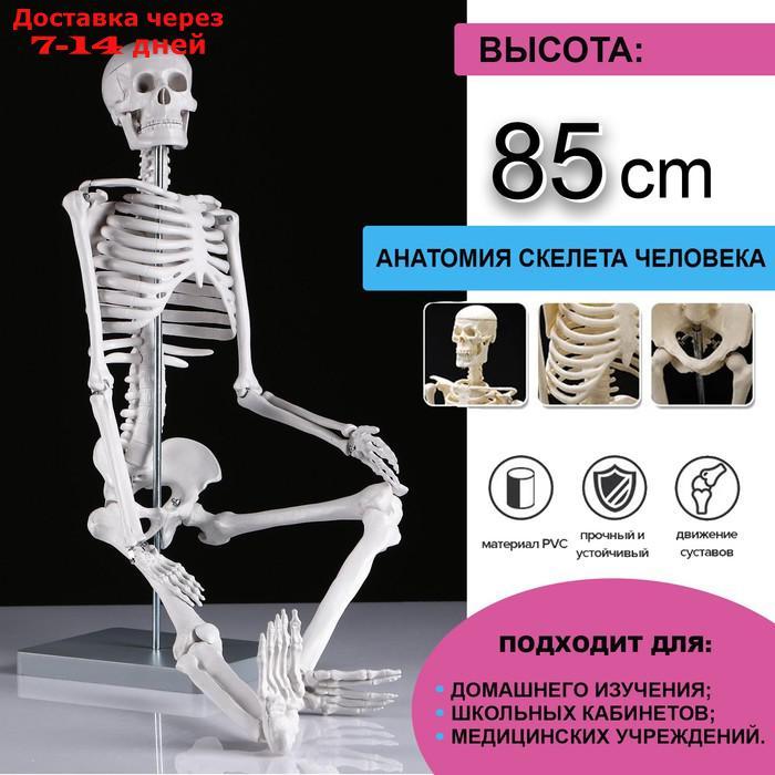 Макет "Скелет человека" 85см - фото 1 - id-p215604062