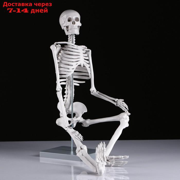Макет "Скелет человека" 85см - фото 2 - id-p215604062